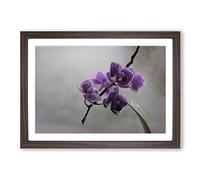 Flower Purple Orchid (5) Framed Print | A2 Walnut Framed Wall Art | Ready to Hang | Modern Floral Picture | Living Room Bedroom Lounge Office