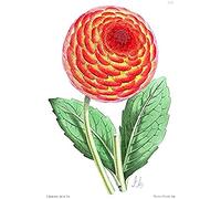 Flower Red Orange Dahlia Art Print Canvas Premium Wall Decor Poster