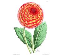 Flower Red Orange Dahlia Large Wall Art Print Canvas Premium Poster