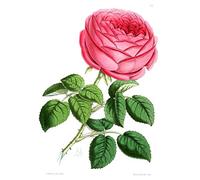 Flower Red Rose Large Wall Art Print Canvas Premium Poster