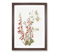 Flower Study Vol.2 by Mary Vaux Walcott Framed Print | A2 Walnut Framed Wall Art | Ready to Hang | Modern Floral Picture | Living Room Bedroom Lounge Office