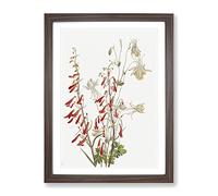 Flower Study Vol.2 Flowers By Mary Vaux Walcott Vintage Framed Wall Art Print, Ready to Hang Picture for Living Room Bedroom Home Office Décor, Walnut A4 (34 x 25 cm)