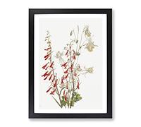 Flower Study Vol.2 Flowers By Mary Vaux Walcott Vintage Framed Wall Art Print, Ready to Hang Picture for Living Room Bedroom Home Office Décor, Black A3 (34 x 46 cm)