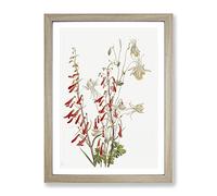 Flower Study Vol.2 Flowers By Mary Vaux Walcott Vintage Framed Wall Art Print, Ready to Hang Picture for Living Room Bedroom Home Office Décor, Oak A4 (34 x 25 cm)
