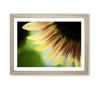 Flower Yellow Sunflower No.1 Modern Framed Print | A3 Oak Framed Wall Art | Ready to Hang | Modern Floral Picture | Living Room Bedroom Lounge Office