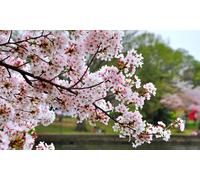 Flowering Cherry Tree Kojo-No-Mai Plant: Two