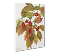 Flowering Dogwood Flowers By Mary Vaux Walcott Canvas Print | Gallery Wrapped 30mm Frame Wall Art | 24x16 inches | Ready to Hang | Retro Floral Picture | Living Room Bedroom Lounge Office