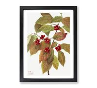 Flowering Dogwood Flowers By Mary Vaux Walcott Vintage Framed Print | A2 Black Framed Wall Art | Ready to Hang | Classic Floral Picture | Living Room Bedroom Lounge Office