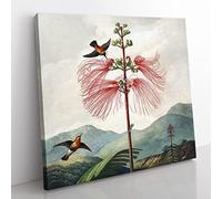 Flowering Plant & Birds by Robert John Thornton Vintage Canvas Wall Art Print Ready to Hang, Framed Picture for Living Room Bedroom Home Office Décor, 35x35 cm (14x14 Inch)