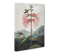 Flowering Plant & Birds By Robert John Thornton Vintage Canvas Wall Art Print Ready to Hang, Framed Picture for Living Room Bedroom Home Office Décor, 20x14 Inch (50x35 cm)
