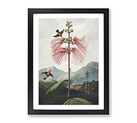 Flowering Plant & Birds By Robert John Thornton Vintage Framed Print | A2 Black Framed Wall Art | Ready to Hang | Classic Floral Picture | Living Room Bedroom Lounge Office
