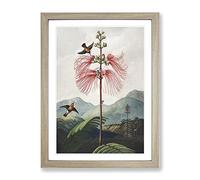 Flowering Plant & Birds By Robert John Thornton Vintage Framed Print | A3 Oak Framed Wall Art | Ready to Hang | Classic Floral Picture | Living Room Bedroom Lounge Office