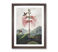Flowering Plant & Birds By Robert John Thornton Vintage Framed Print | A4 Walnut Framed Wall Art | Ready to Hang | Classic Floral Picture | Living Room Bedroom Lounge Office