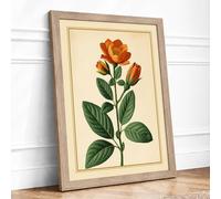 Flowering Plant Study Botanical Framed Wall Art Print A2 (59.4×42cm) Oak, Wall Decor for Living Room, Bedroom, Office & Home, Ready to Hang, Art Gift