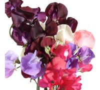 Flowering Plants - Sweet Pea 'Patio Mix' - 3 x Full Plants in 9cm Pots