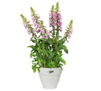 Flowerpot White 787 x 669 IN 3,2L