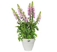 Flowerpot White 984 x 826 IN 6,5L