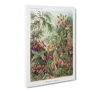 Flowers Growing Wild By Ernst Haeckel Canvas Print | Gallery Wrapped 30mm Frame Wall Art | 20x14 inches | Ready to Hang | Surrealist Floral Picture | Living Room Bedroom Lounge Office