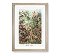 Flowers Growing Wild by Ernst Haeckel Framed Print | A2 Oak Framed Wall Art | Ready to Hang | Modern Floral Picture | Living Room Bedroom Lounge Office