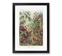 Flowers Growing Wild by Ernst Haeckel Framed Wall Art Print A2 Black