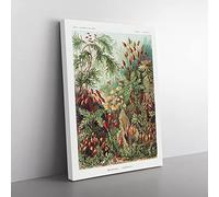 Flowers Growing Wild By Ernst Haeckel Vintage Canvas Wall Art Print Ready to Hang, Framed Picture for Living Room Bedroom Home Office Décor, 50x35 cm (20x14 Inch)