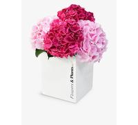 Flowers & Plants Co. Flowers & Plants Co. Cerise and Pink Hydrangea Fresh-Flower Bouquet