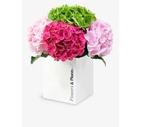 Flowers & Plants Co. Flowers & Plants Co. Cerise Pink and Green Hydrangea Bouquet