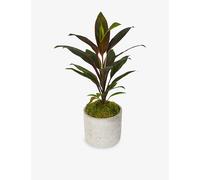 Flowers & Plants Co. Flowers & Plants Co. Cordyline Plant In Concrete Pot 40cm