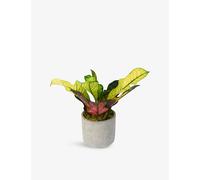 Flowers & Plants Co. Flowers & Plants Co. Croton Plant In Concrete Pot 35cm