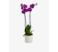 Flowers & Plants Co. Flowers & Plants Co. Double Stemmed Hot Pink Orchid In Potted Plant 60cm