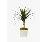 Flowers & Plants Co. Flowers & Plants Co. Dracaena Dragon Mini Plant In Concrete Pot 40cm