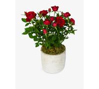 Flowers & Plants Co. Flowers & Plants Co. Red Rose Plant In Concrete Pot 20cm