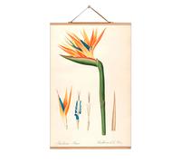 Flowers Poster No 41 eicie SINGLE PIECES - 4052115043409