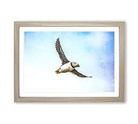 Flying Atlantic Puffin Bird Painting Framed Print | A2 Oak Framed Wall Art | Ready to Hang | Modern Historical Picture | Living Room Bedroom Lounge Office
