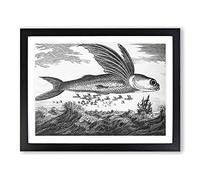 Flying Fish By Thomas Astley Vintage Framed Print | A3 Black Framed Wall Art | Ready to Hang | Classic Animal Picture | Living Room Bedroom Lounge Office