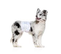 Flying Paws Dog Nappies Male M-10 Counts, with Leak-Proof Protection and Wetness Indicator Disposable Diapers for Males, Super Absorbent Puppy Incontinence Nappies for Training, Travel