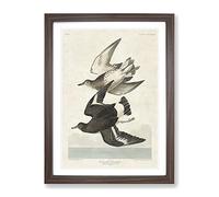 Flying Sandpiper Birds By John James Audubon Vintage Framed Print | A4 Walnut Framed Wall Art | Ready to Hang | Classic Nature Picture | Living Room Bedroom Lounge Office