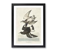 Flying Sandpiper Birds By John James Audubon Vintage Framed Wall Art Print, Ready to Hang Picture for Living Room Bedroom Home Office Décor, Black A2 (64 x 46 cm)