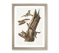 Flying Squirrels By John Woodhouse Audubon Vintage Framed Wall Art Print, Ready to Hang Picture for Living Room Bedroom Home Office Décor, Oak A4 (34 x 25 cm)