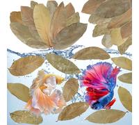 FlyweightZ 55+ Dried Longan Leaves (4-6 Inch) - Natural Terrarium Leaf Litter for Bioactive Setup, Isopods, Snakes, Frogs, Spiders, Betta Fish- Moisture Retention & Hiding Cover