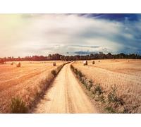 Fmarui 10x8ft Golden Wheat Field Photography Backdrop Autumn Harvest Farm Field Haystacks Western Countryside Fall Grain Thanksgiving Party Decor Photo Booth Props