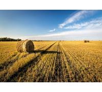 Fmarui 5x3ft Autumn Harvest Farmland Backdrop Autumn Farm Field Hay Bales Photography Background Golden Wheat Field Western Countryside Thanksgiving Party Decor Portrait Photo Props