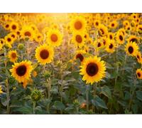 Fmarui Sunflower Backdrop 7x5ft Field Nature Scenery Yellow Flower Photography Backgrounds Wedding Retire Birthday Party Events Decorations Photo BoothProps