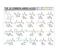 FNYUVNFAF Educational Amino Acids Reference Chart - Biochemistry Study Poster for Classroom, Laboratory, College Dorm Wall Decor(Unframed,08x12inch(20x30cm))