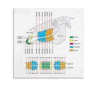 FNYUVNFAF Equine Veterinary Chart Canvas Wall-Art Educational Animal Care Guide for Veterinary Clinic Barn or Office Decor Framed,16x24inch(40x60cm)