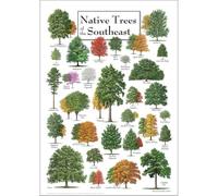 FNYUVNFAF Native Trees of the Southeast Identification Poster, Loblolly Pine Live Oak Magnolia Educational Chart, Vintage Wall Art for Classroom Study Room Decor Framed,08x12inch(20x30cm)