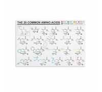 FNYUVNFAF Science Classroom Decor Poster, Genetic Code Amino Acids Chart, Biology Study Aid & Wall Art for Lab, Office, Bedroom, Living Room Unframed,16x24inch(40x60cm)