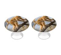 FodPand 2-Pack Cabinet Handles - Golden Snub-Nosed Monkey 1.1 Inch Round Stainless Steel Cabinet Pulls, Knobs Pulls with Screws, Silver Hardware for Kitchen Cabinets, Furniture Doors, & Dressers