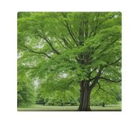 FodPand Memory Foam Seat Cushion for Chairs 13.8 X 15 Inches, Removable Cover Square Chair Pad with Zipper, Green Nature Tree Chair Cushion for Office, Car, Home & Outdoor