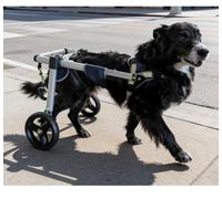 Foldable Dog Wheelchair for Back Legs, Adjustable Pet Mobility Cart with Shock Absorbing Wheels, Dog Walking Aid for Paralyzed, Injured, Senior Dogs, Rehab Training Indoor Outdoor(XXL)